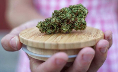 Cannabis Strains in Maine